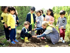 Anaokulu Ve Kreş Öğrencileri Çam Fidanlarını Toprakla Buluşturdu