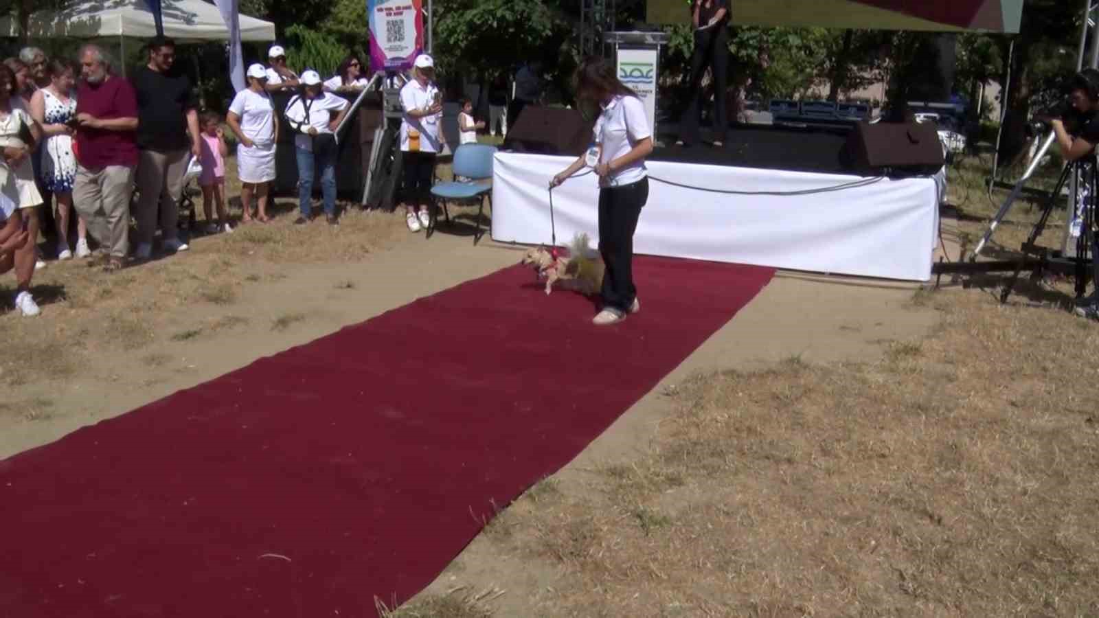 buyukcekmece-de-can-dostlari-sahiplendirme-festivali
