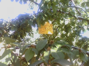 Kiraz Ağaçlarında Entegre Ve Kontrollü Ürün Yönetimi