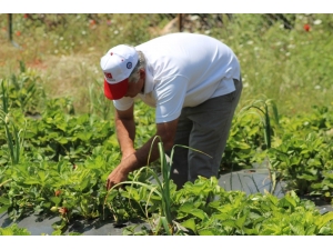 Zahter Diyarında Artık Çilek De Yetişiyor