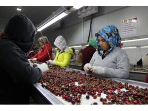 Kirazda İhracatında Yüzde 20 Artış Bekleniyor