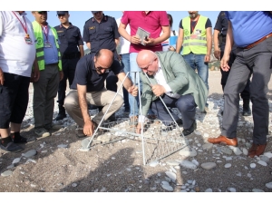 Çıralı’da İlk Caretta Caretta Yuvası Törenle Numaralandırıldı
