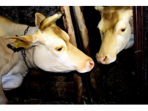 Ahırda Yalnız Kalan İneğe Aynalı Terapi