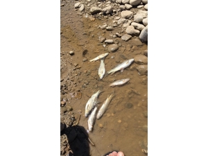 Kozluk’ta Sondaj Atıkları Çevre Felaketine Neden Oldu İddiası