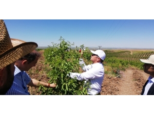 Bismil’de Meyve Bahçeleri Yaygınlaşıyor