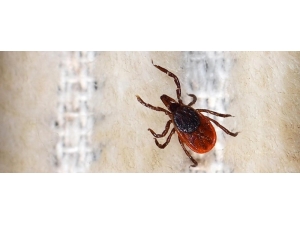 Prof. Dr. Aynur Engin: “Kkka Hastalarının Yüzde 95’i Kurtuluyor”