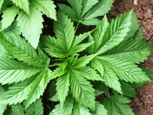 Kenevir Üreticisine Gübre Desteği