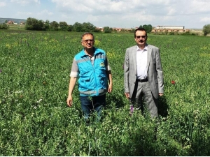 Kütahya’da İlk Defa Zobarmix Kaba Yem Bitkisi Ekimi Yapıldı