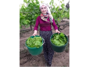 Tarsus’ta Asma Yaprağında Verim Düşük