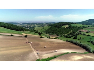 Bafra Ovası’nda Tütün Dikimi Başladı