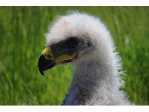 Van Yyü’nün Sevimli Misafirleri