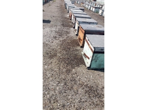 Samsun’da Toplu Arı Ölümleri