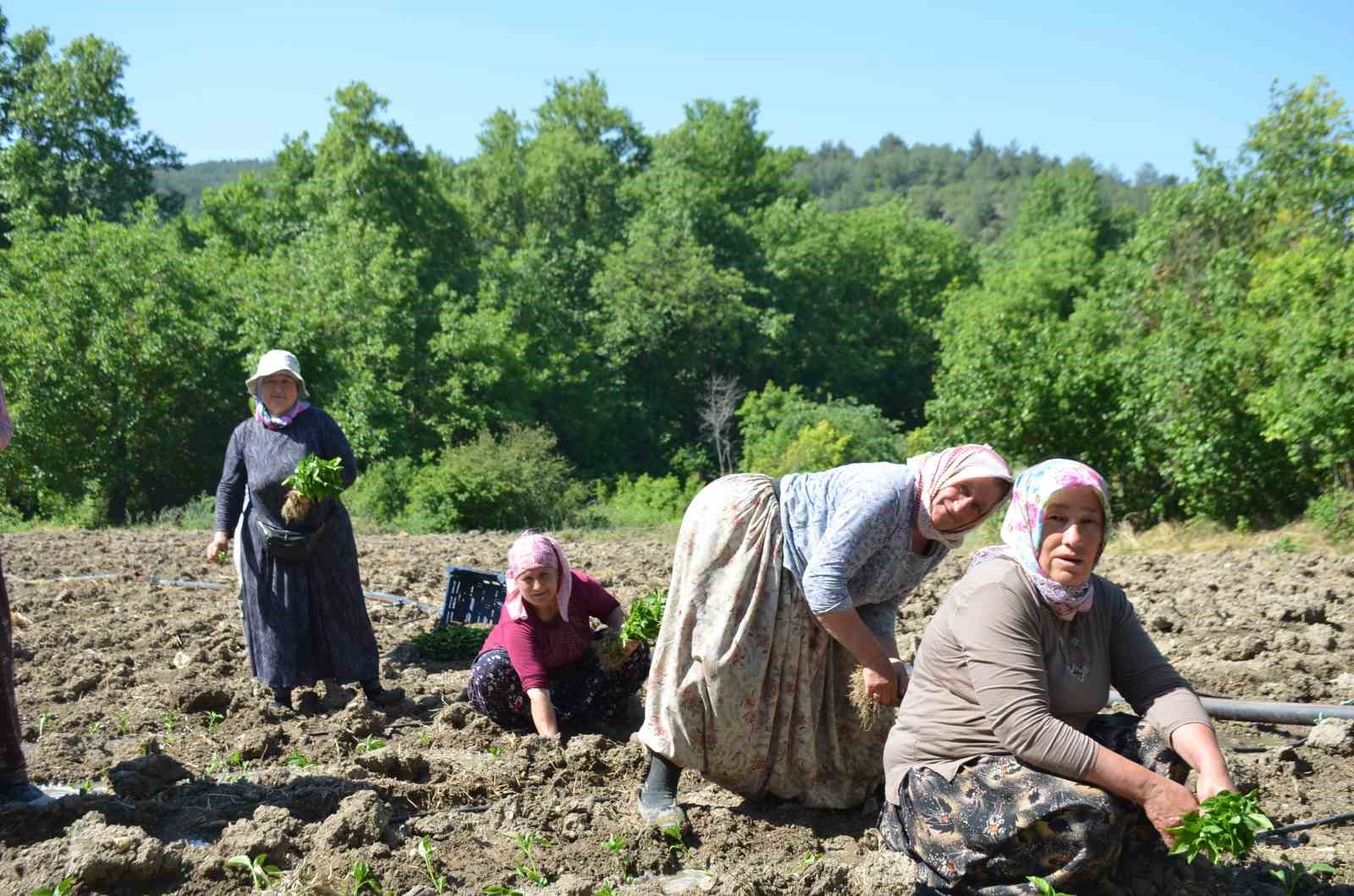 162-yildir-ayni-ata-tohumu-ile-ekiyorlar