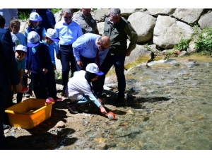 Trabzon’da 14 Yılda 16 Milyon Yavru Alabalık Orman İçi Sulara Bırakıldı