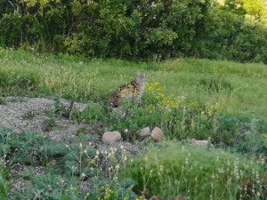 Köye Gelen "Vaşak" Yakından Görüntülendi