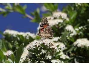 Elazığ’da Diken Kelebeği’nin Göçü