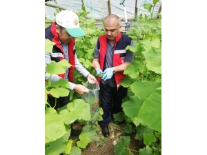 Hasat Öncesi Pestisit Denetimi