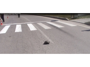 Yaya Geçidinden Karşıdan Karşıya Geçen Kaplumbağa Trafiği Durdurdu