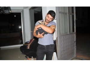 Vatandaşlar Yavru Karacaya Sahip Çıktı