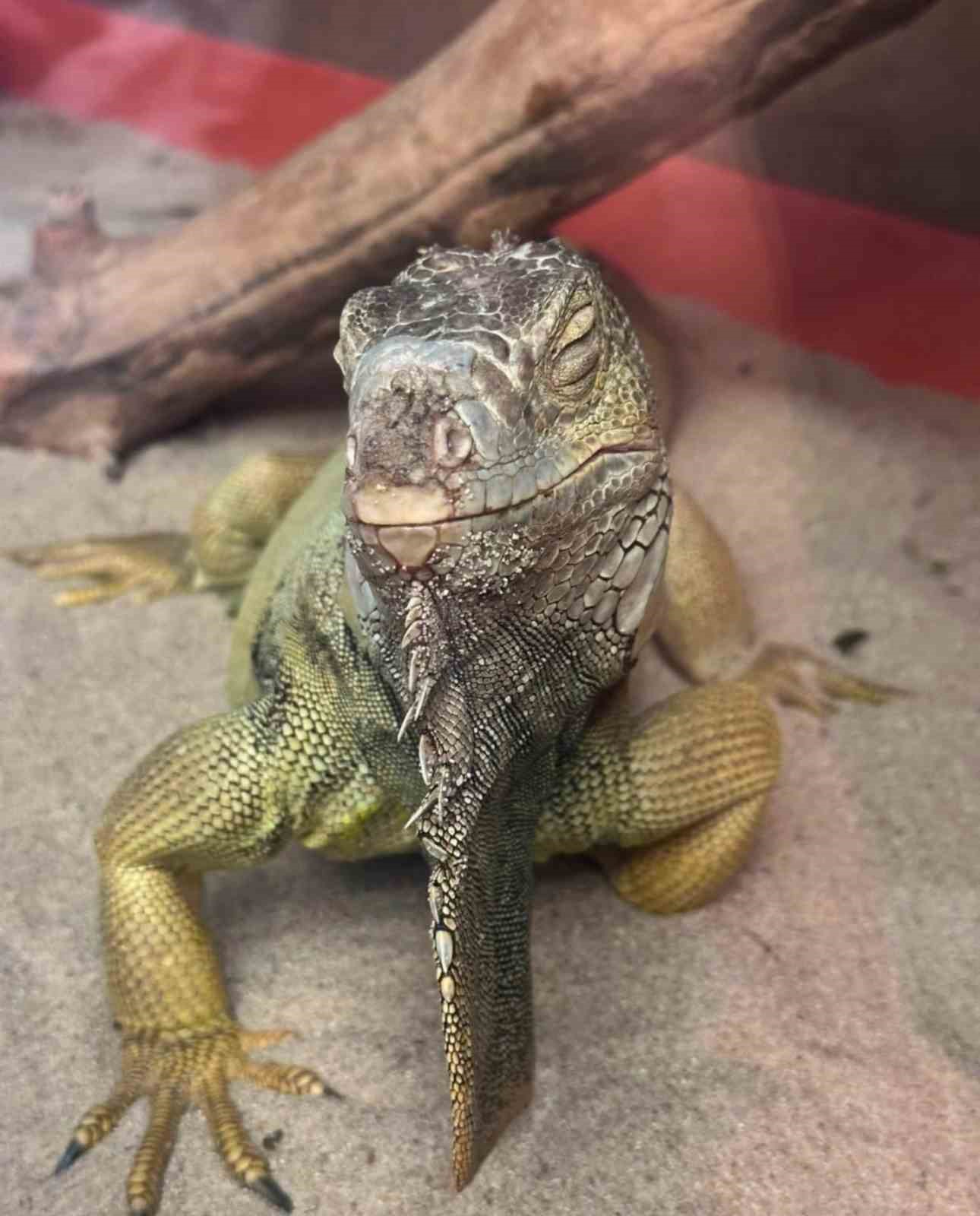 istanbul-da-bir-evden-tarantula-yilan-akrep-iguana-afrika-dev-salyangozlari-cikti