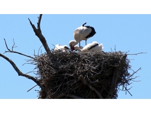 ’Leylek Köyü’nün Yeni Misafirleri Uçuşa Hazırlanıyor