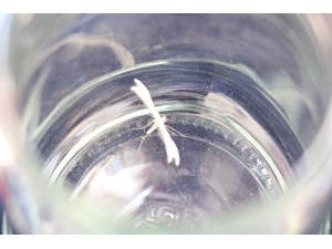 Lepidoptera Kelebeği Kahramanmaraş’ta Görüldü