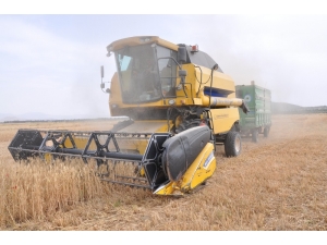 İslahiye’de Buğday Ve Arpa Hasadı Başladı