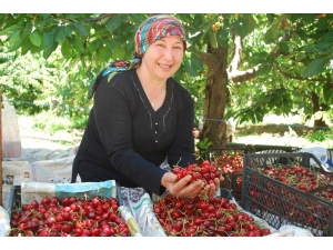 Tescilli Salihli Kirazı’nda Hasat Sevinci