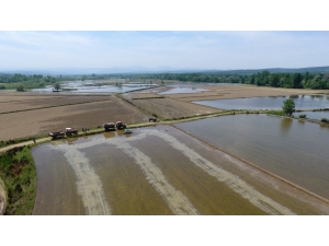 Türkiye’nin En Kuzeyinde Çeltik Ekimi Başladı