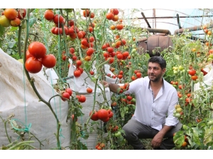 Serasında ‘Çuvalla’ Para Kazanan Elektronik Mühendisi Bu Kez Domatesle Gündemde