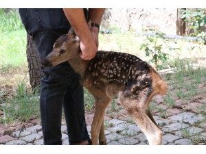 Annesinin Terk Ettiği Yavru Geyiğe Sahip Çıktılar