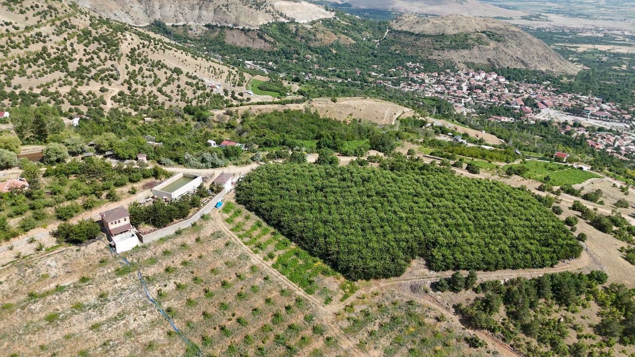 erzincan-in-yuksek-rakimli-kiraz-bahcesinde-hasat-mesaisi