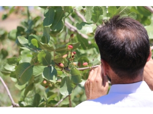 Mayıs Ayının Zam Şampiyonu Yer Fıstığı Oldu