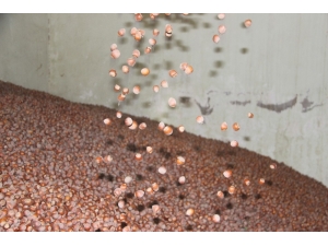 Düzce’den Avrupa’ya Dört Ayda 3 Bin 483 Ton Fındık İhraç Edildi