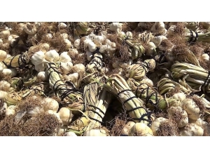 Kansersavar Sarımsak