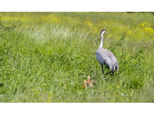 Nesli Tükenme Tehlikesi Altındaki Anadolu Dağ Turnası Görüntülendi