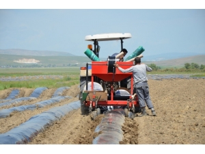 Karpuz Hasadı Bir Ay Erken Yapılacak
