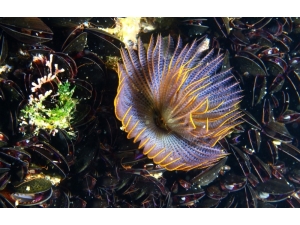 İzmir Körfezi’nde Boru Kurdu