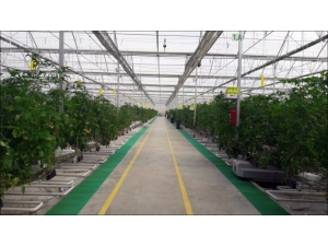 Teşvik Kapsamına Alınan Jeotermal Seracılık Sektörünün Yüzde 70 Büyümesi Bekleniyor