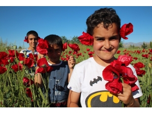 Kırmızı Görüntüsü İle Gelinciklerin Görsel Şöleni