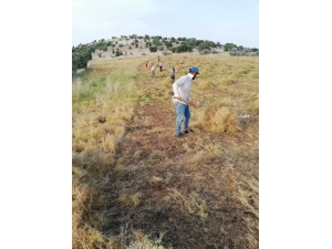 Mercimek Tarlasında Bayram Mesaisi