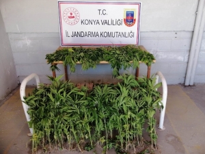 Konya’da Jandarmadan Kenevir Operasyonu