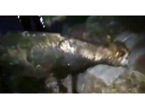 Kanal Borusuna Sıkışan İnek Kurtarıldı