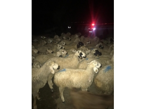 Kaybolan Koyun Sürüsünü Jandarma Buldu
