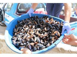 Bodrum’da 50 Tatilci Zehirlendi