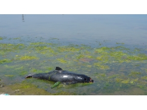 Zonguldak’ta 2 Ölü Yunus Sahile Vurdu