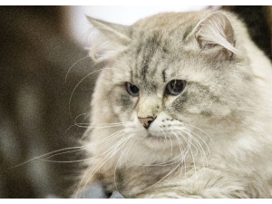 İngiltere’de 25 Kedinin Öldürülmesiyle İlgili Bir Şüpheli Gözaltında