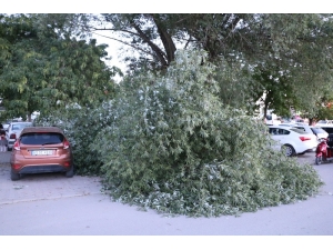 Kopan Ağaç Dalı Üç Araca Zarar Verdi