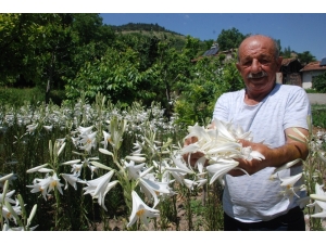 Hobi Olarak Başladı, Taleplere Yetişemiyor