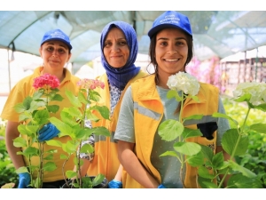 Aydın Çiçeklerle Güzelleşiyor